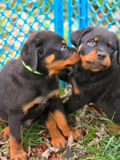 Photo №1.  - for sale in the city of California Gully | negotiated | Announcement № 161315