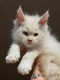 Photo №1. maine coon - for sale in the city of Ansbach | negotiated | Announcement № 155175
