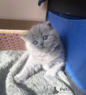 Photo №1. british shorthair - for sale in the city of Berlin | 300$ | Announcement № 89819