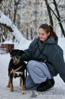 Photo №4. I will sell non-pedigree dogs in the city of Moskova. private announcement - price - Is free