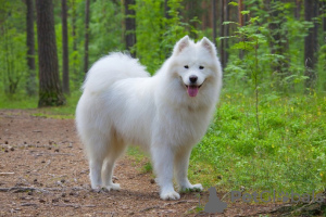 Photo №1. samoyed dog - for sale in the city of Birmingham | 1902$ | Announcement № 125931