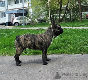 Photo №3. French Bulldog (RKF / FCI) - reverse brindle for show (79959037777). Russian Federation