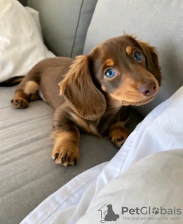 Photo №3. Toilet trained dachshunds. Netherlands