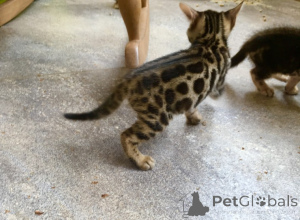 Photo №1. bengal cat - for sale in the city of Frankfurt | 361$ | Announcement № 158762