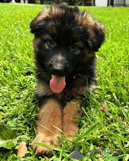 Photo №3. Healthy cute adorable German shepherds pups available now for sell. Germany