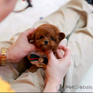 Photo №2 to announcement № 137588 for the sale of poodle (toy) - buy in United States breeder