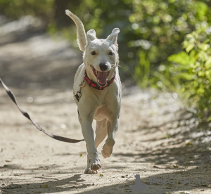 Additional photos: Snow-white Leila is looking for a home.