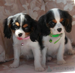 Photo №1. cavalier king charles spaniel - for sale in the city of London | negotiated | Announcement № 136215