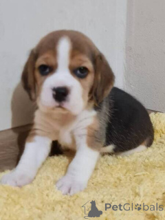 Photo №2 to announcement № 169646 for the sale of beagle - buy in Belgium 