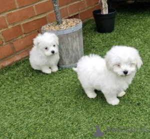 Photo №1. maltese dog - for sale in the city of Gaziantep | negotiated | Announcement № 175620