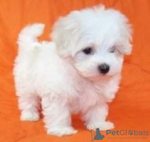 Photo №1. maltese dog - for sale in the city of Pasadena | Is free | Announcement № 124101