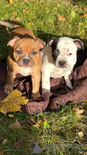 Photo №2 to announcement № 123026 for the sale of staffordshire bull terrier - buy in Belarus breeder