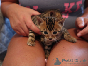 Photo №2 to announcement № 63757 for the sale of bengal cat - buy in Germany private announcement, from nursery