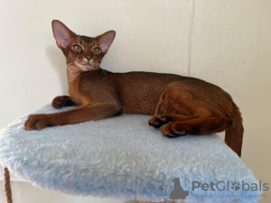 Photo №4. I will sell abyssinian cat in the city of Minsk. from nursery - price - 830$