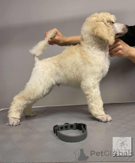 Photo №4. I will sell poodle (royal) in the city of Nekla. from nursery - price - 1882$