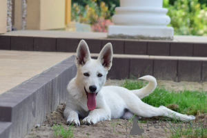 Photo №4. I will sell berger blanc suisse in the city of Frampol. from nursery, breeder - price - 728$