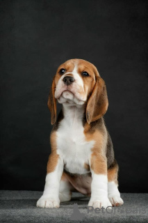Photo №2 to announcement № 61906 for the sale of beagle - buy in Ukraine private announcement, breeder