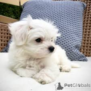 Photo №2 to announcement № 164209 for the sale of maltese dog - buy in United Kingdom private announcement, breeder