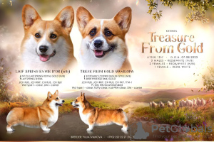 Photo №2 to announcement № 71303 for the sale of welsh corgi - buy in Russian Federation from nursery
