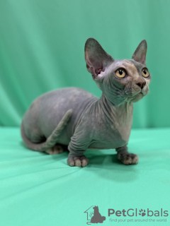 Photo №1. sphynx cat - for sale in the city of Bruges | Is free | Announcement № 127666