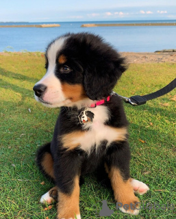Photo №1. bernese mountain dog - for sale in the city of Tallinn | 475$ | Announcement № 80553