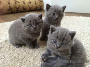 Photo №1. british shorthair - for sale in the city of ARIS | 310$ | Announcement № 175590