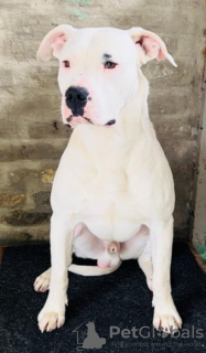 Additional photos: dogo argentino