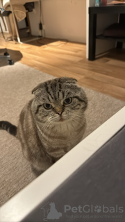 Photo №2. Mating service scottish fold. Price - negotiated