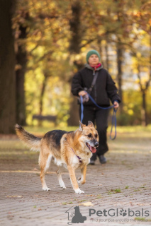 Additional photos: Gerda is the personification of comfort, great love and loyalty!