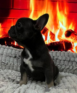 Photo №4. I will sell french bulldog in the city of St. Gallen.  - price - 1412$