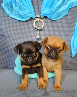 Photo №1. petit brabançon - for sale in the city of Moscow river | 501$ | Announcement № 167165