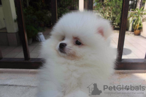 Photo №1. pomeranian - for sale in the city of Minneapolis | Is free | Announcement № 108749