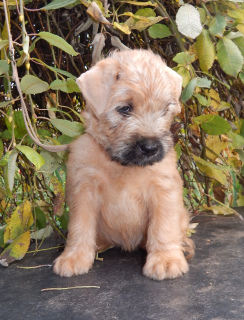 Photo №1. soft-coated wheaten terrier - for sale in the city of Smolensk | 484$ | Announcement № 4586