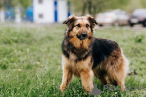 Photo №3. Sweet, gentle, modest... Lingonberry is waiting for her man!. Russian Federation