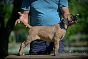 Photo №3. Cane Corso puppies. Serbia