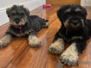Photo №1. giant schnauzer - for sale in the city of Montecarlo | 500$ | Announcement № 172798