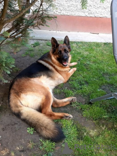 Photo №1. german shepherd - for sale in the city of Texas scream | 4500$ | Announcement № 168814