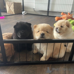 Photo №4. I will sell chow chow in the city of Ljubljana. private announcement, from nursery, from the shelter, breeder - price - 264$
