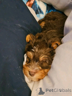 Photo №1. yorkshire terrier - for sale in the city of Eckerö | 465$ | Announcement № 176153