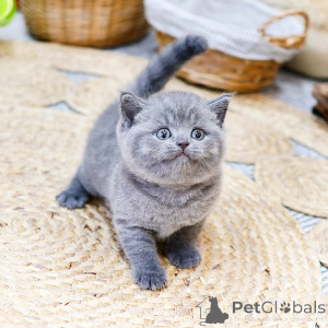 Photo №2 to announcement № 158645 for the sale of british shorthair - buy in France private announcement