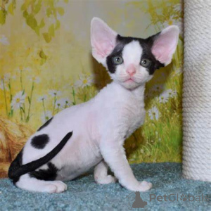 Photo №1. devon rex - for sale in the city of Marseilles | 516$ | Announcement № 165924