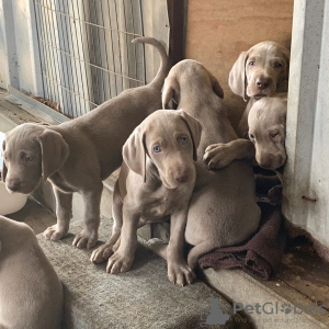Photo №1. weimaraner - for sale in the city of Munich | Is free | Announcement № 110874