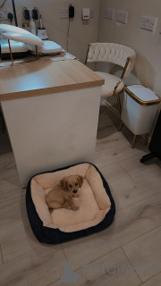 Photo №3. Sad sale of cocker spaniel male and female puppy. Belgium