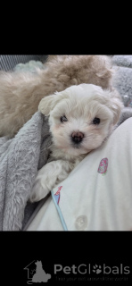 Photo №2 to announcement № 161246 for the sale of maltipu - buy in United States private announcement