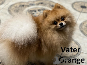 Photo №4. I will sell pomeranian in the city of Berlin. private announcement, breeder - price - negotiated