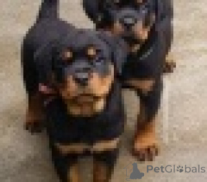 Photo №1. rottweiler - for sale in the city of Vienna | 361$ | Announcement № 160986
