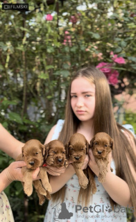 Photo №3. Cockapoo puppies for sale. Serbia