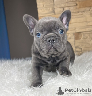 Photo №1. french bulldog - for sale in the city of Bedford | 750$ | Announcement № 25616