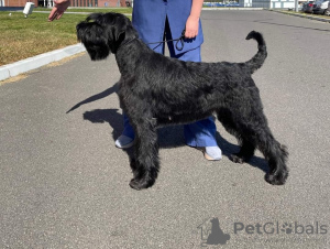 Photo №2 to announcement № 105554 for the sale of giant schnauzer - buy in Belarus from nursery