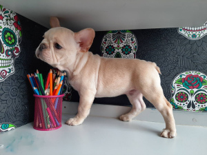 Photo №1. french bulldog - for sale in the city of Minsk | Negotiated | Announcement № 5474